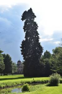 energetische-licht-fotografie-baum-wesen-spirituelle-bilder-1