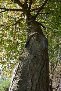 baum-botschaften-spirituelle-baeume-fotografie-baum-kraft-bilder-gott-wort-leinwandbild1